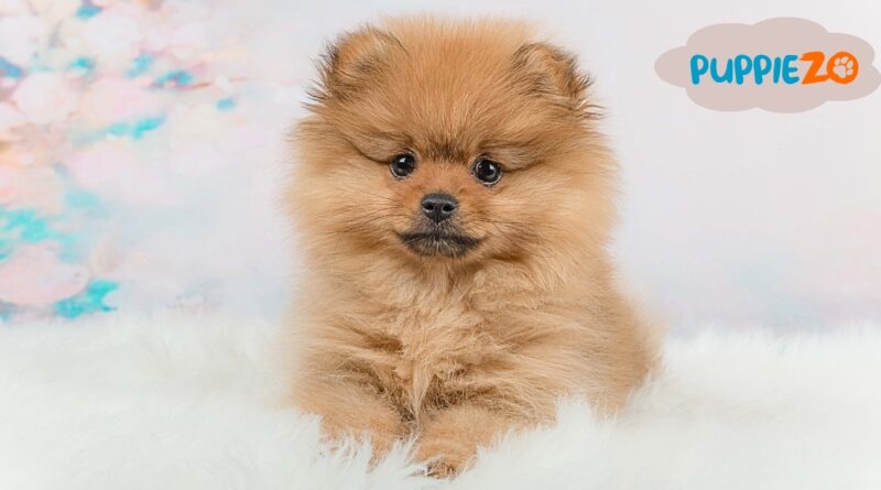 Pomeranian Dog Price