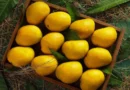 ratnagiri-alphonso-mango_Hapus