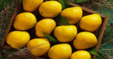 ratnagiri-alphonso-mango_Hapus