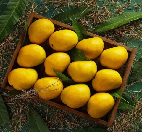 ratnagiri-alphonso-mango_Hapus